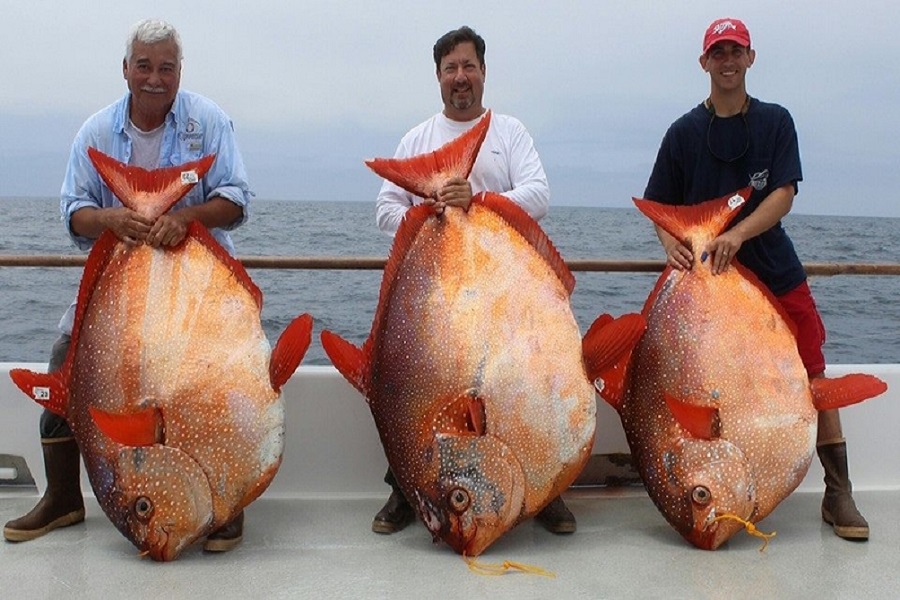 釣魚照片