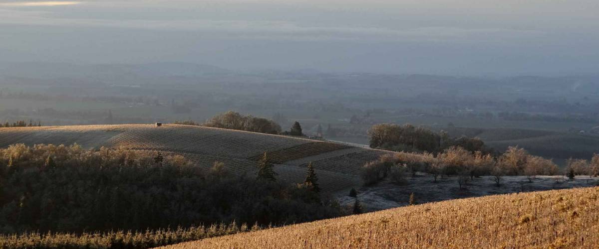 Winter vines coated in ice shine against a dark gray background and heavy gray sky in this Oregon vineyard.