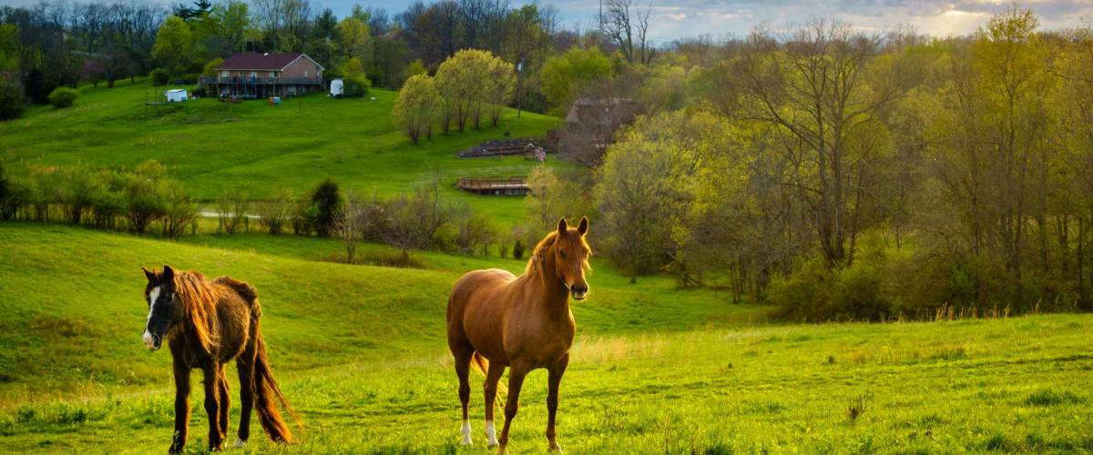 Beautiful chestnut horses on a farm in Central Kentucky at sunset