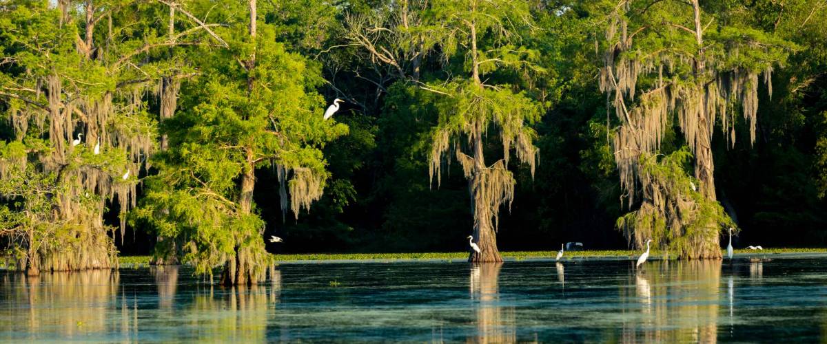 APRIL 25, 2019, BREAUX BRIDGE, LOUISIANA, USA - Lake Martin Swamp and white Egrets in spring near Breaux Bridge, Louisiana - shot from boat