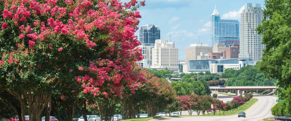 Raleigh skyline in the summer with crepe myrtle trees in bloom