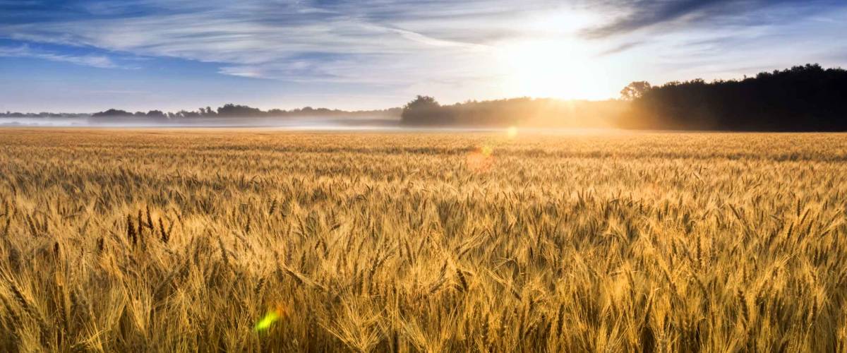 This field of wheat in central Kansas is nearly ready for harvest. An unusual misty morning added a low fog and misty drops to the wheat stalks. Focus is on wheat closest in foreground.